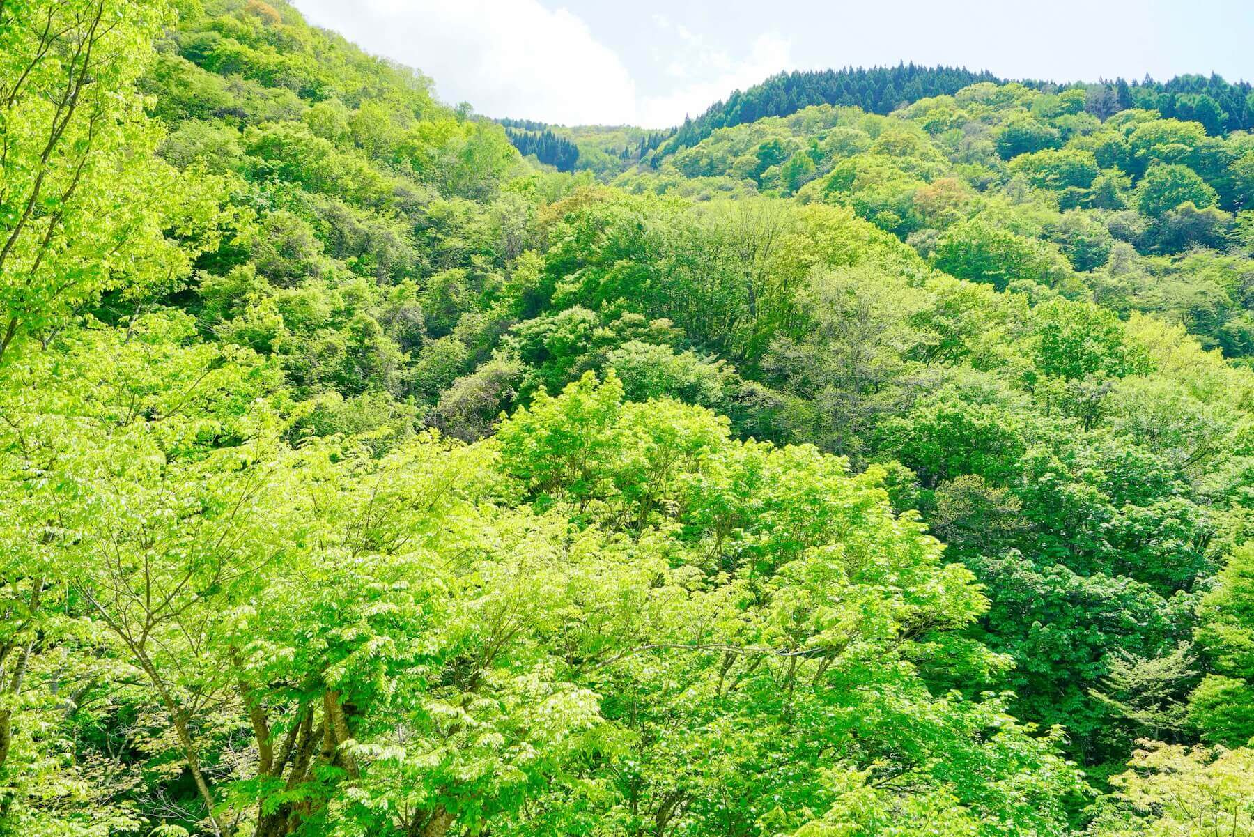 平野屋旅館から望む松川渓谷の新緑