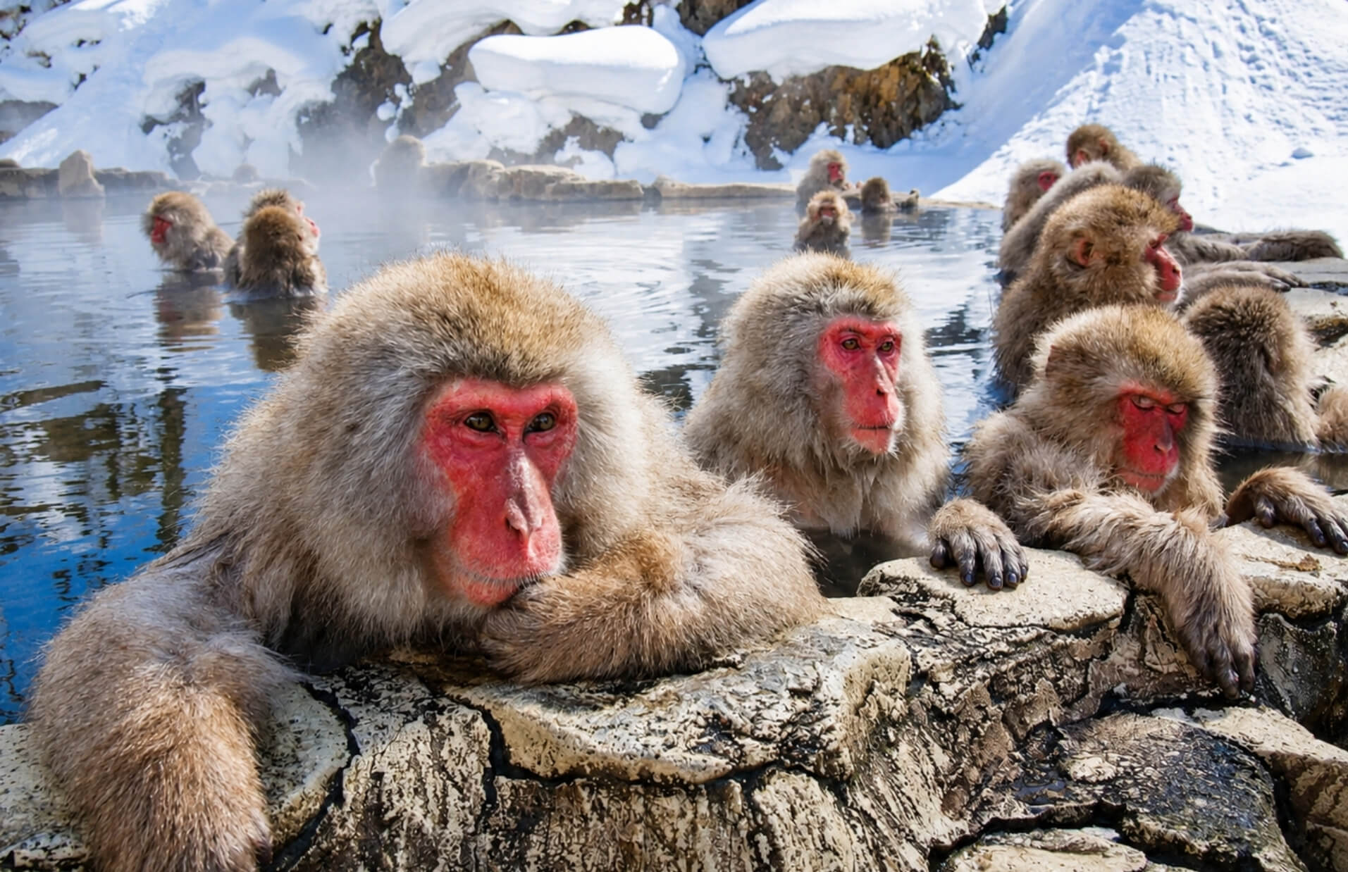 Snow monkeys at Jigokudani Monkey Park