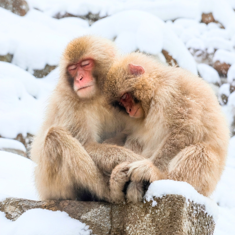 Complimentary shuttle service to Yudanaka Station and the Snow Monkey Park area